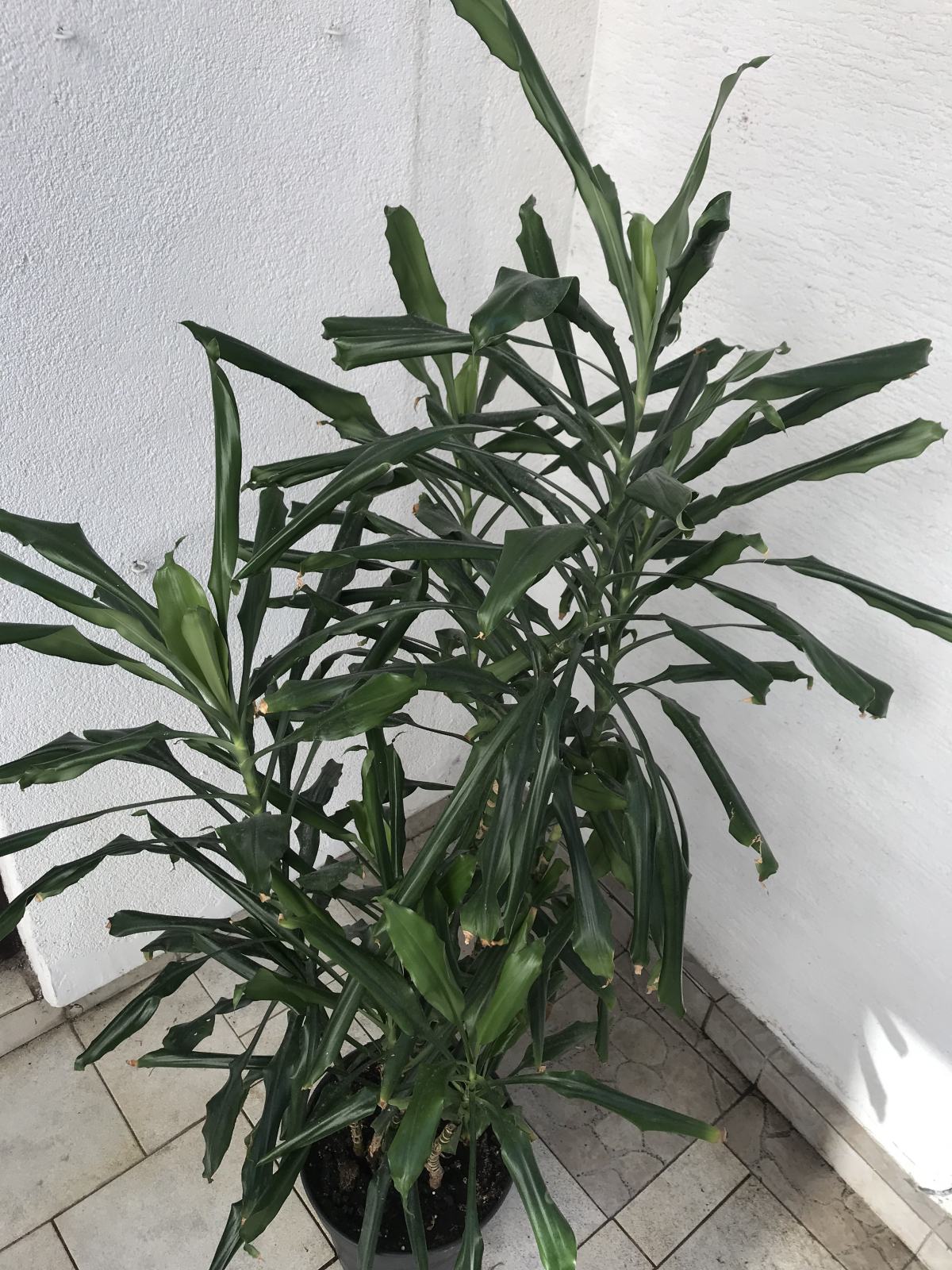 black pearl fargesia Fargesia nitida 'Black Pearl' | Black Pearl Bamboo - 140-160cm