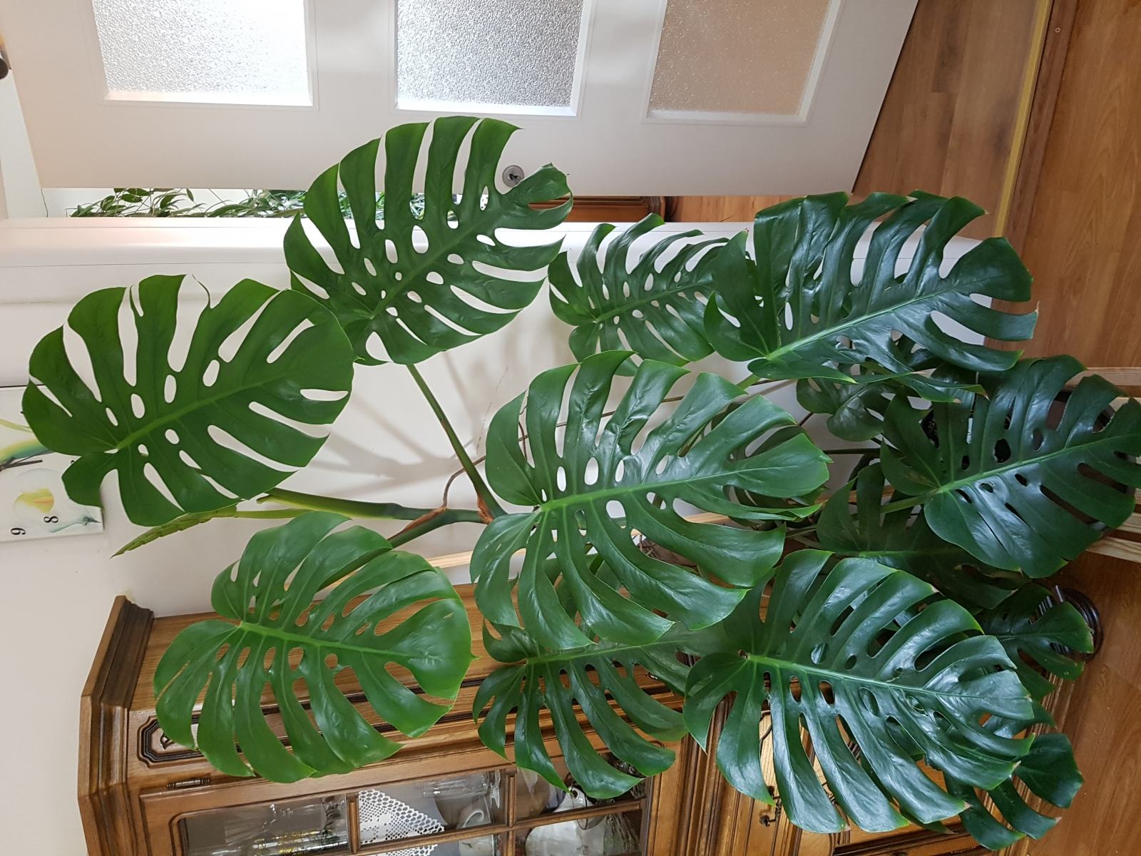 Filadendron, monstera