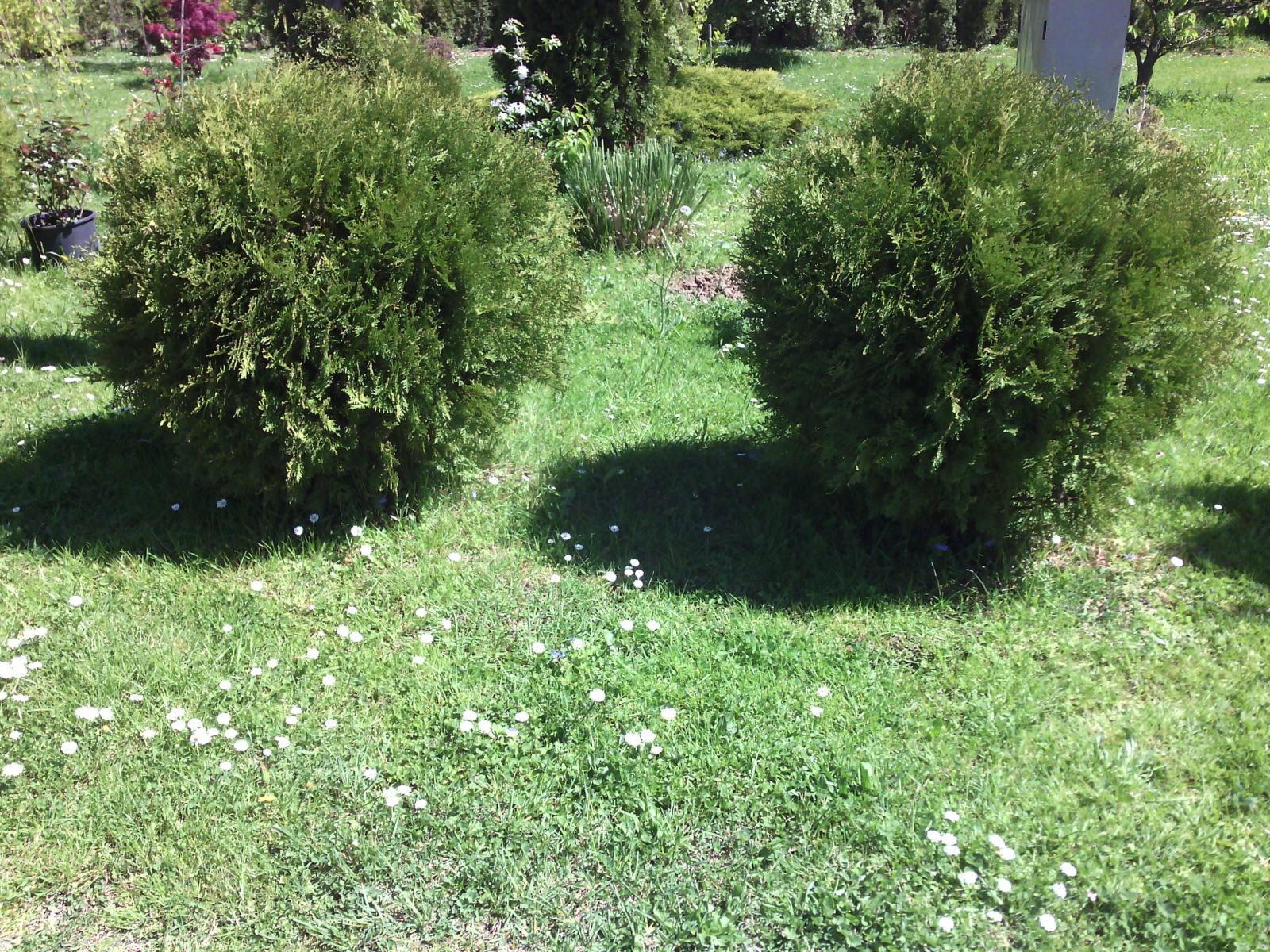 GLOBUS TUJA -THUJA GLOBOSA SADNICE PROMJERA 100 - 120 cm PRODAJEMO