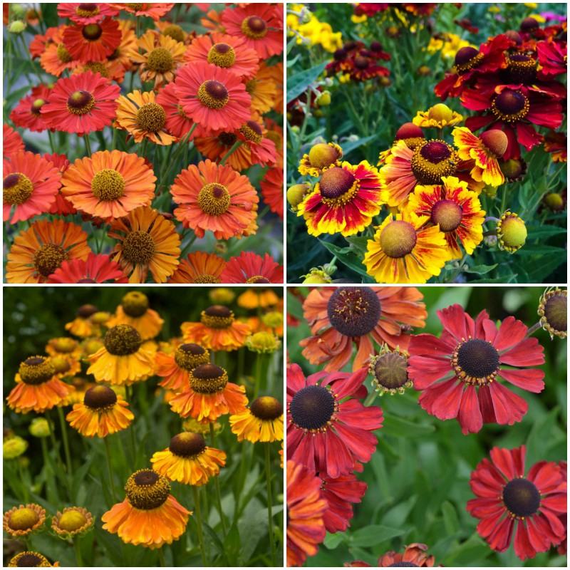 Helenium mix / SADNICE
