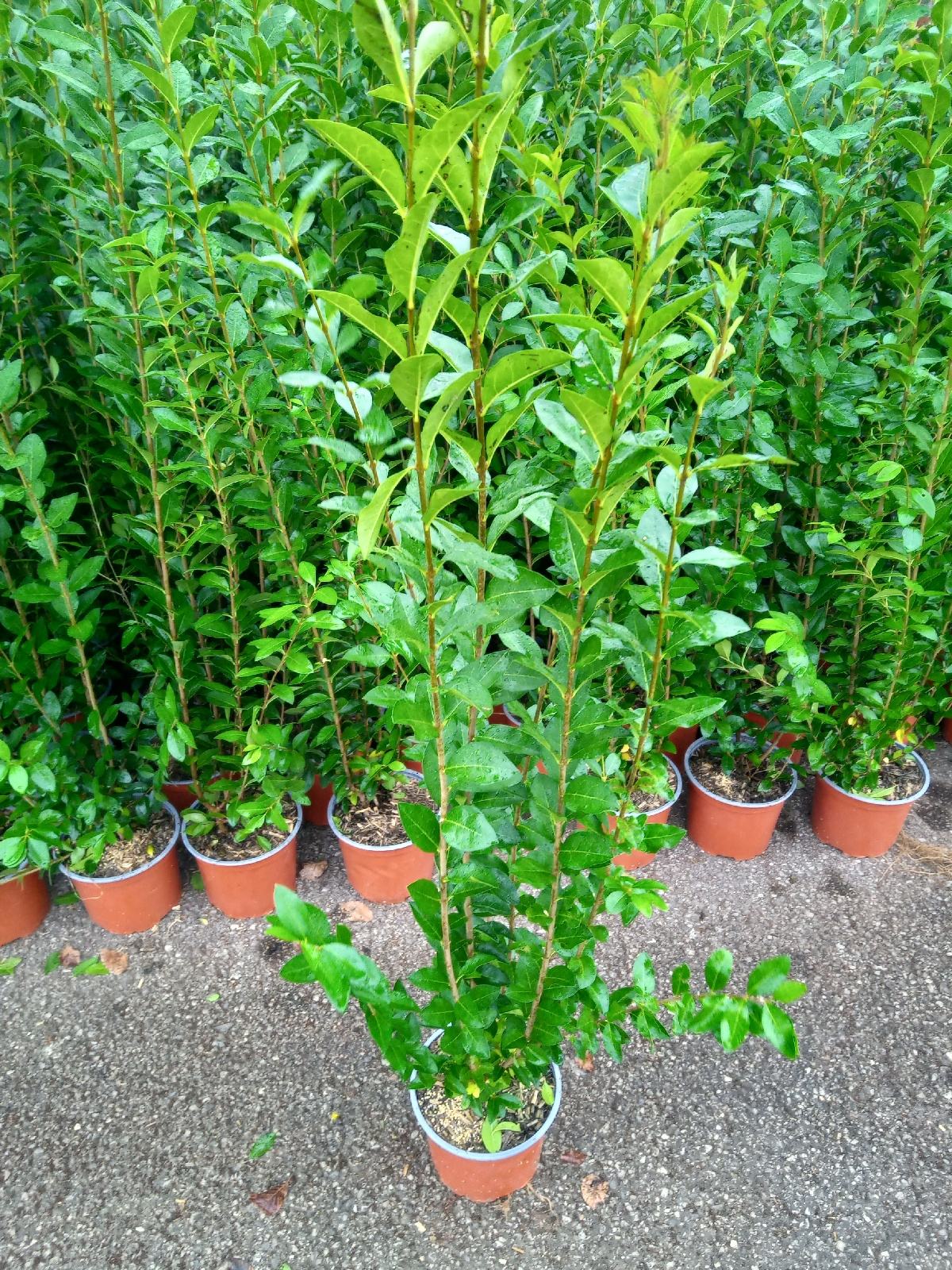philodendron scandens yellow star Philodendron scandens (17cm hangpot) main image 1