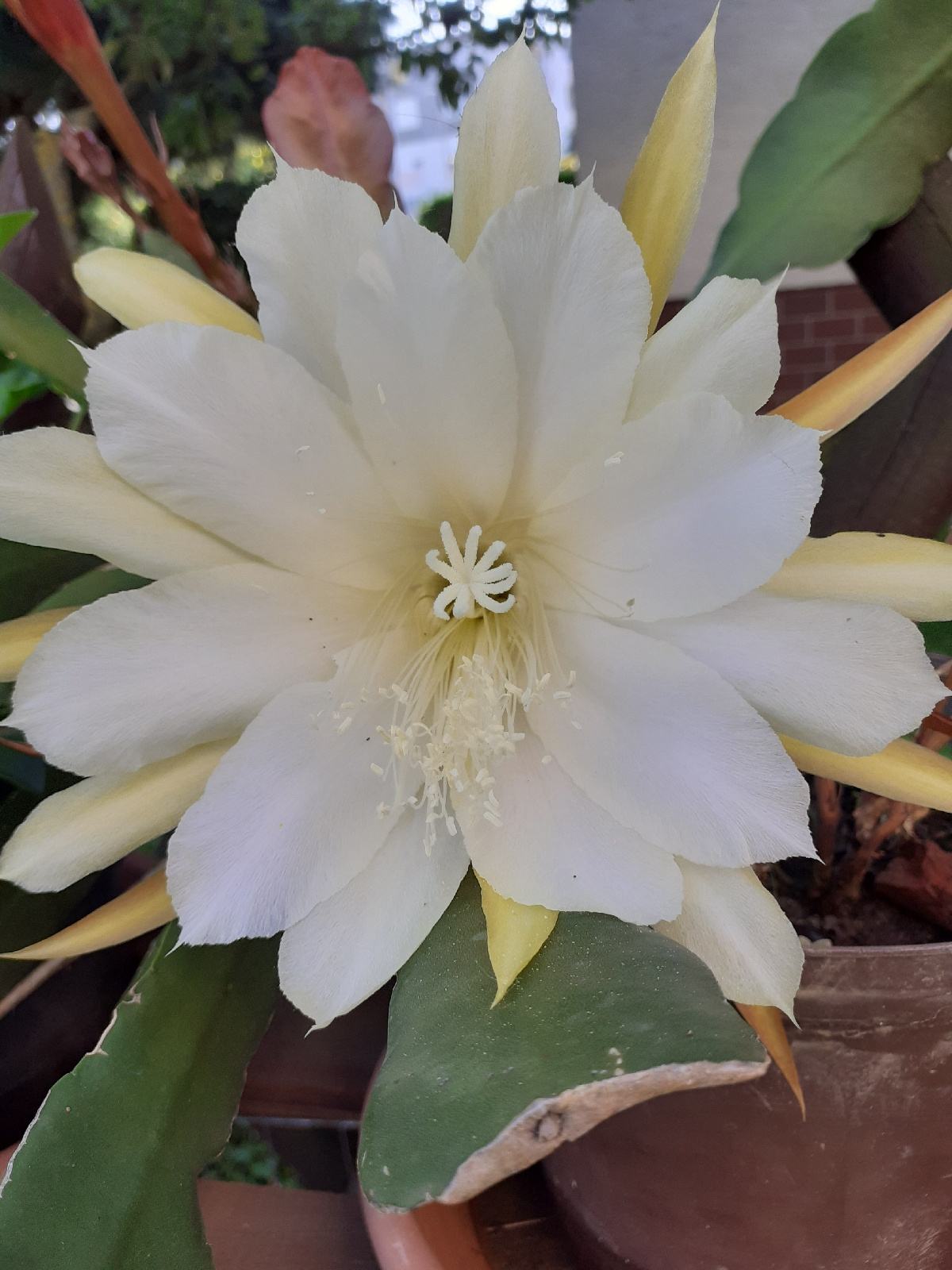 Lisnati kaktus (Disocactus ackermannii)