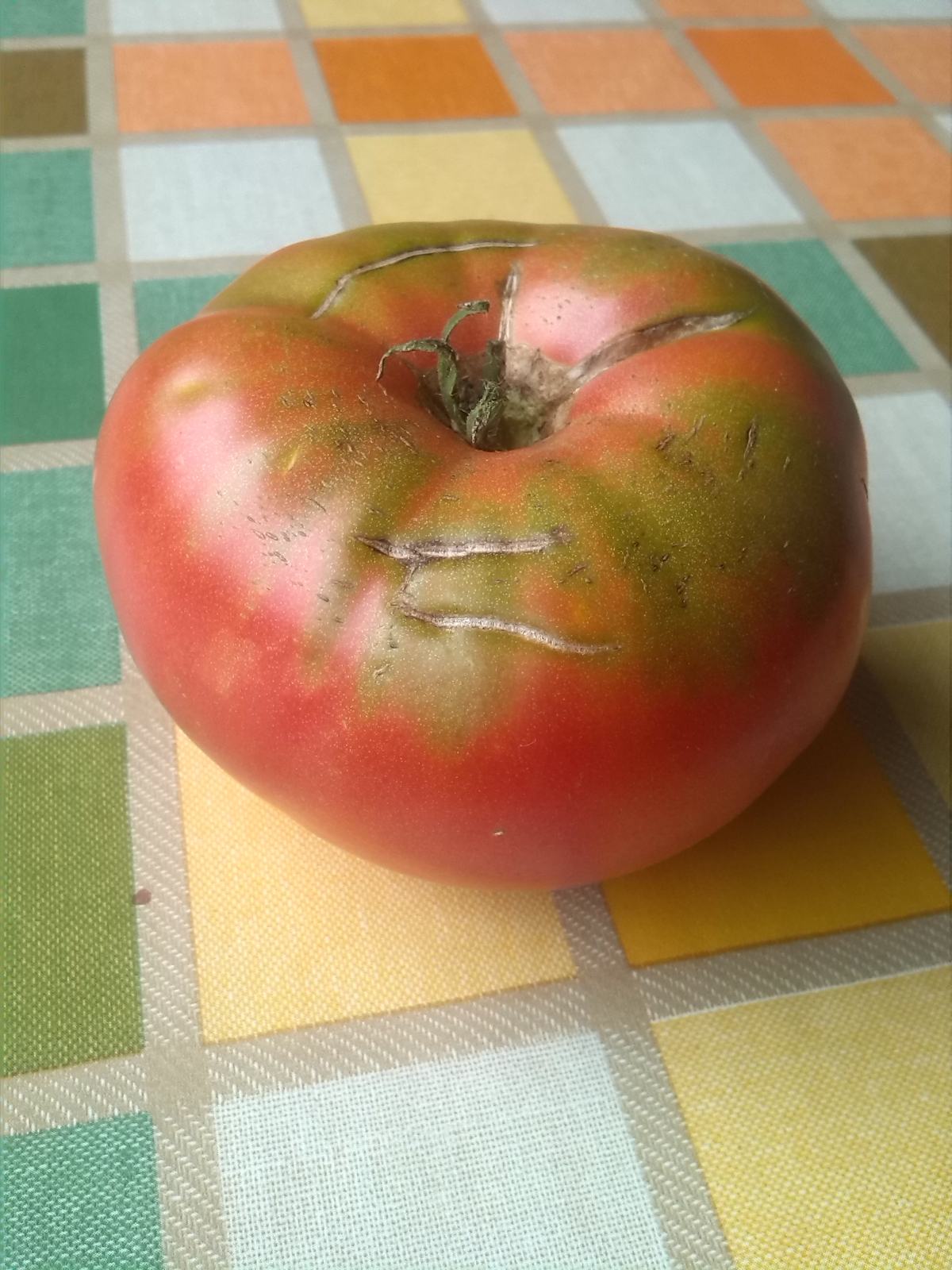 RAJČICE SJEME (Giant Belgium Pink, Black Krim, White Beauty)
