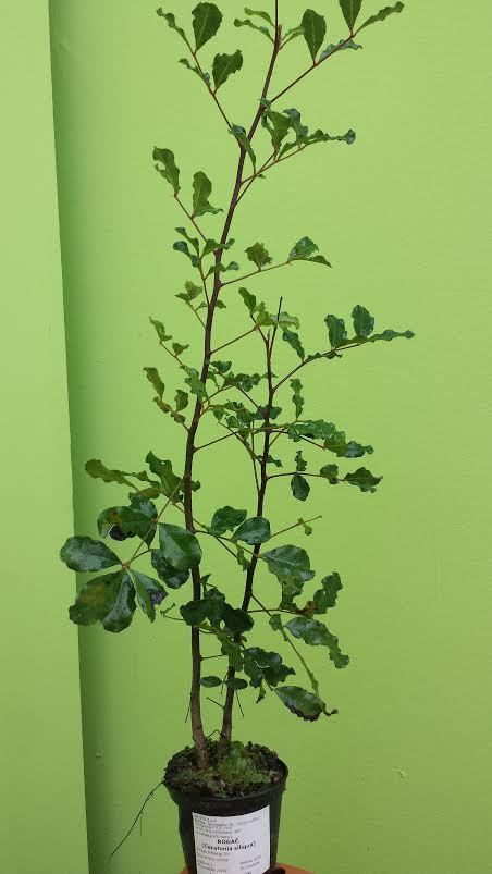 ROGAČ - Ceratonia siliqua - sadnice