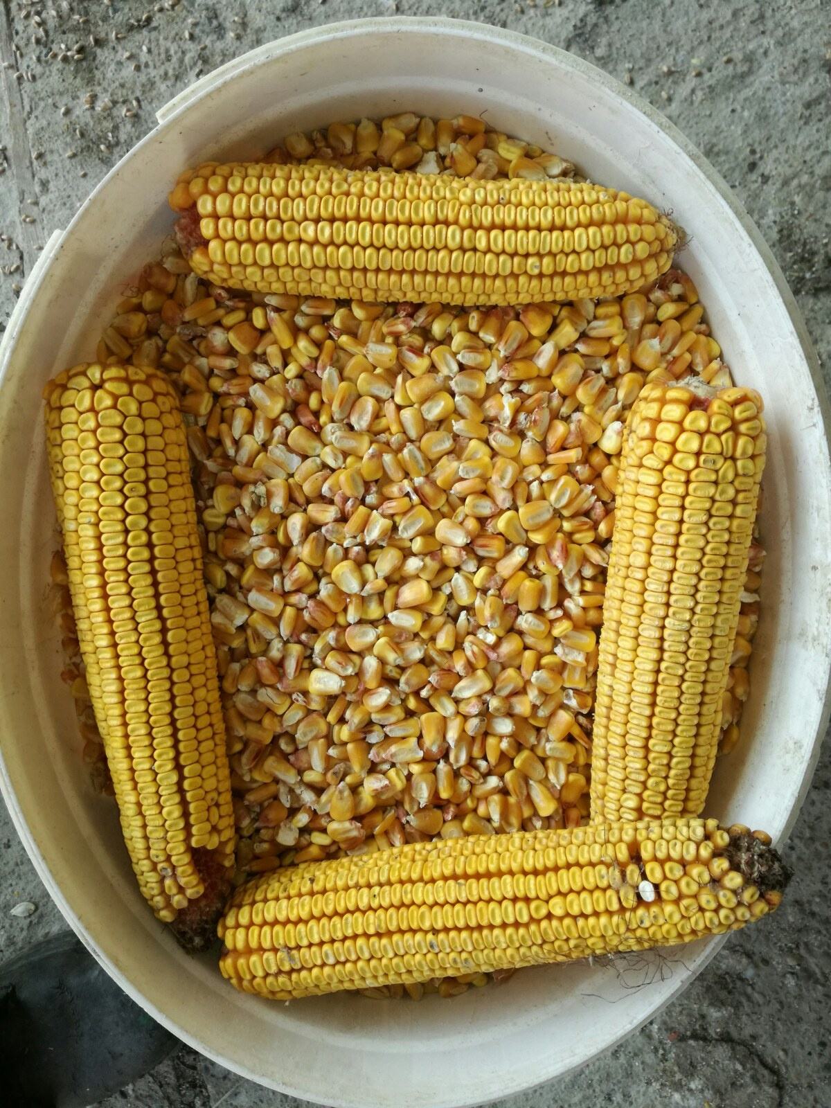 OGLASI PRODAJA KUKURUZA visual data 4