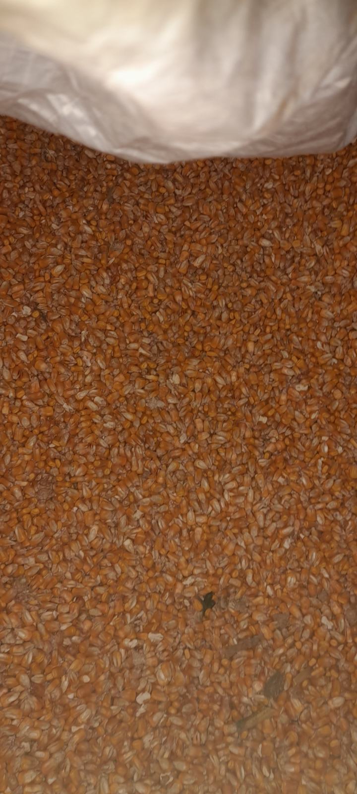 OGLASI PRODAJA KUKURUZA visual data 2