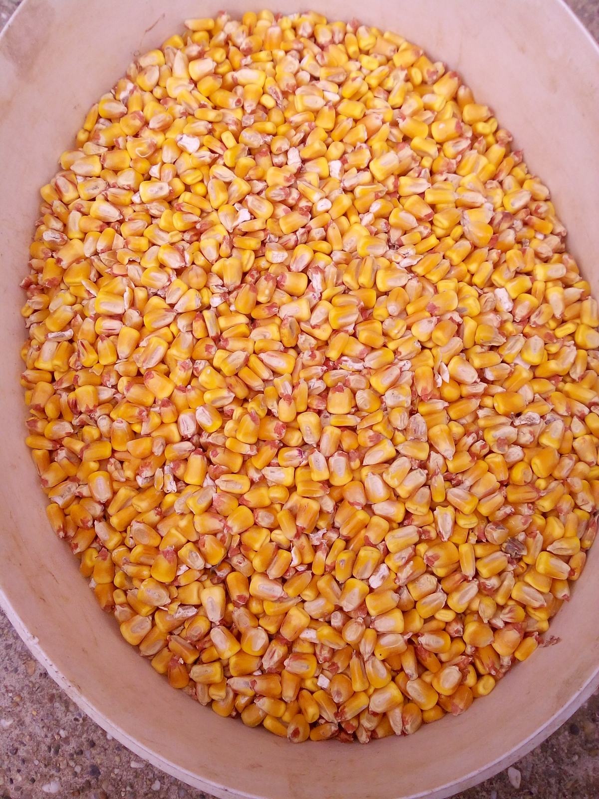 OGLASI PRODAJA KUKURUZA visual data 5