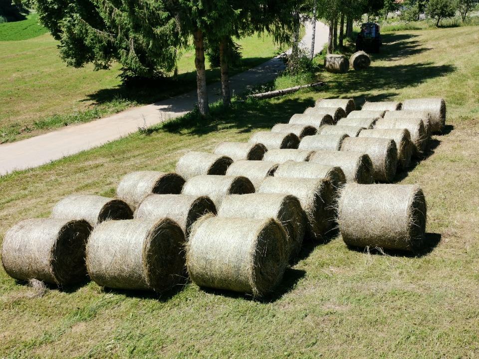 Prodajem Sijeno (šaš) u ROTO BALAMA
