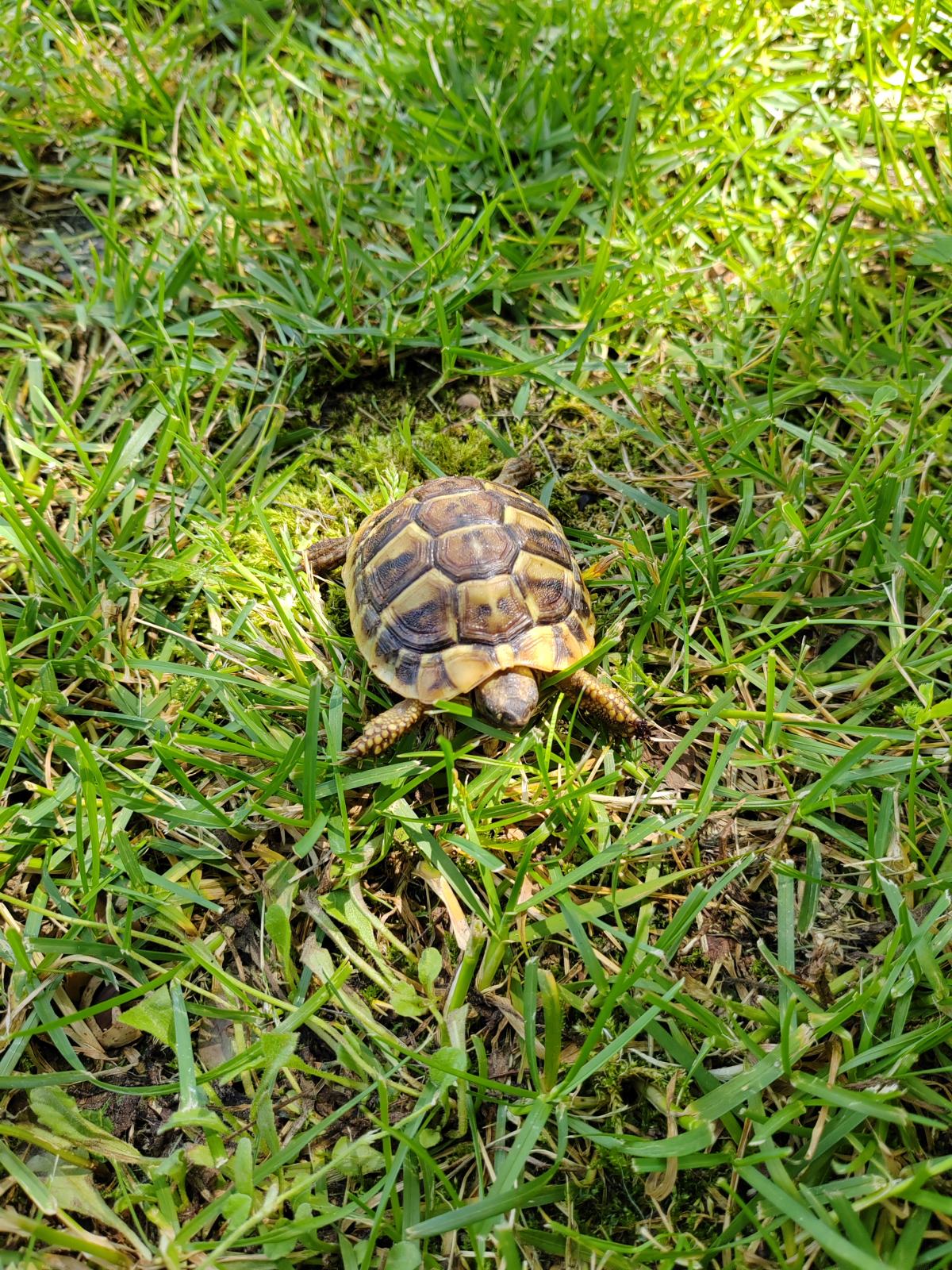 KORNJAČE ČANČARE (TESTUDO HERMANNI)