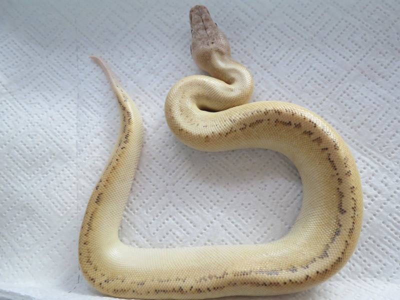 Python Brongersmai