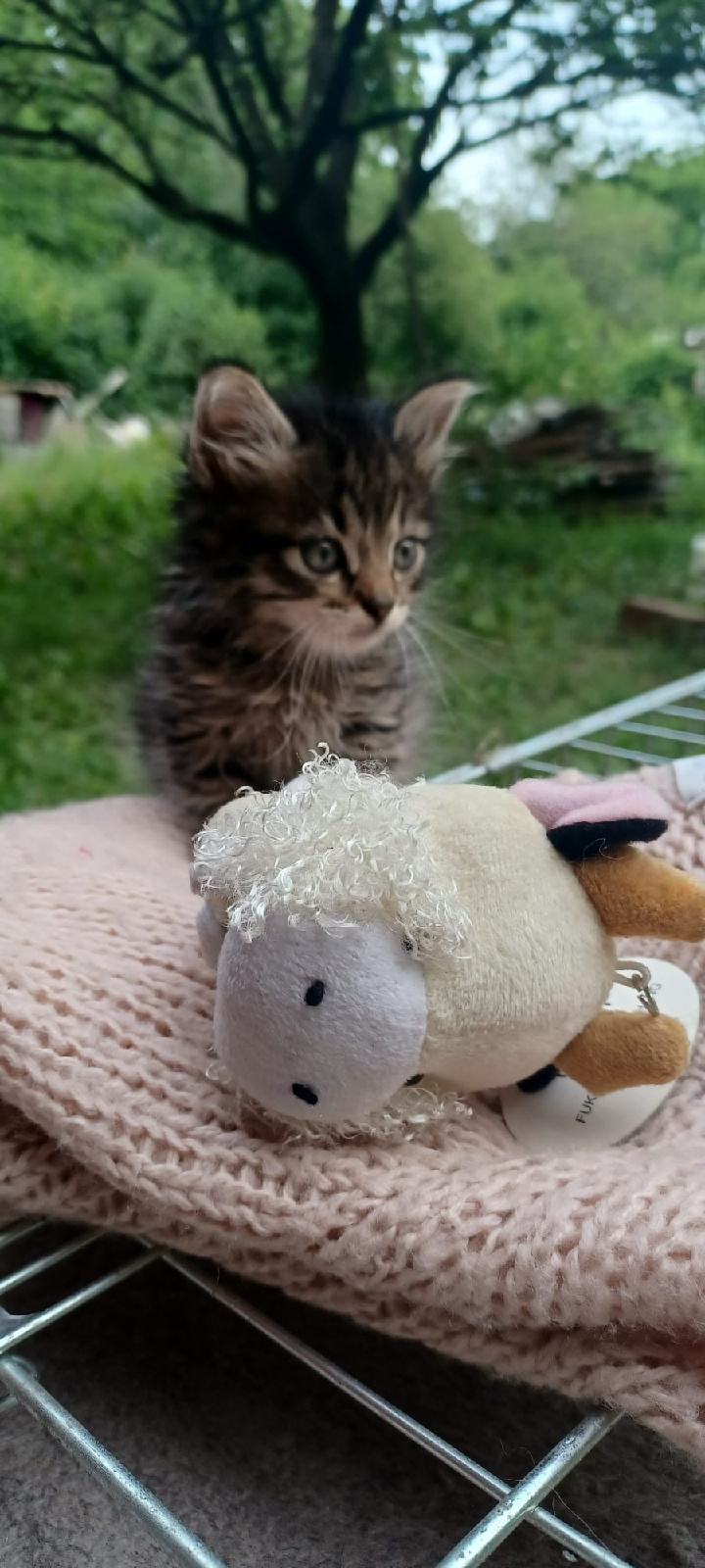 Lady, dva mjeseca stara whiskas dugodlaka maca