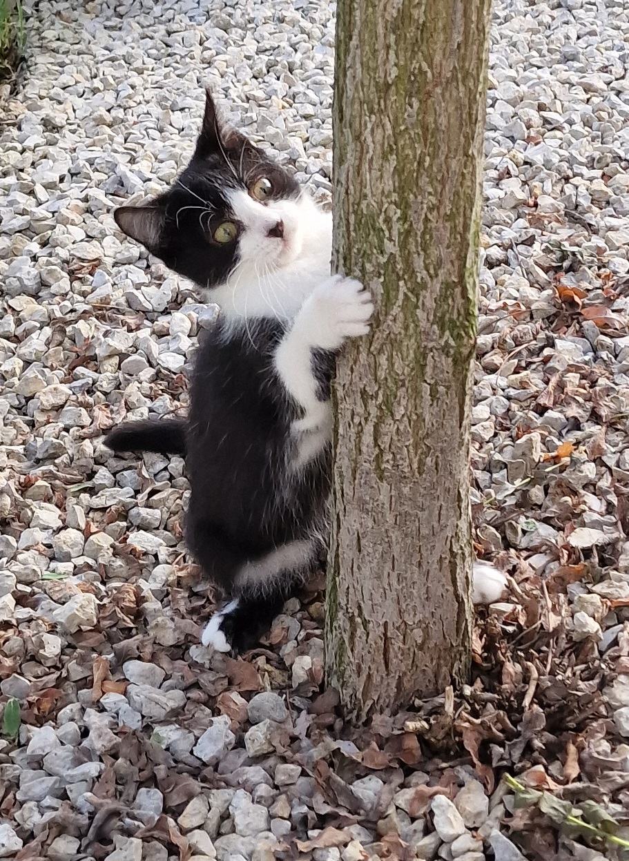 Vrckasta mačkica traži dobri dom