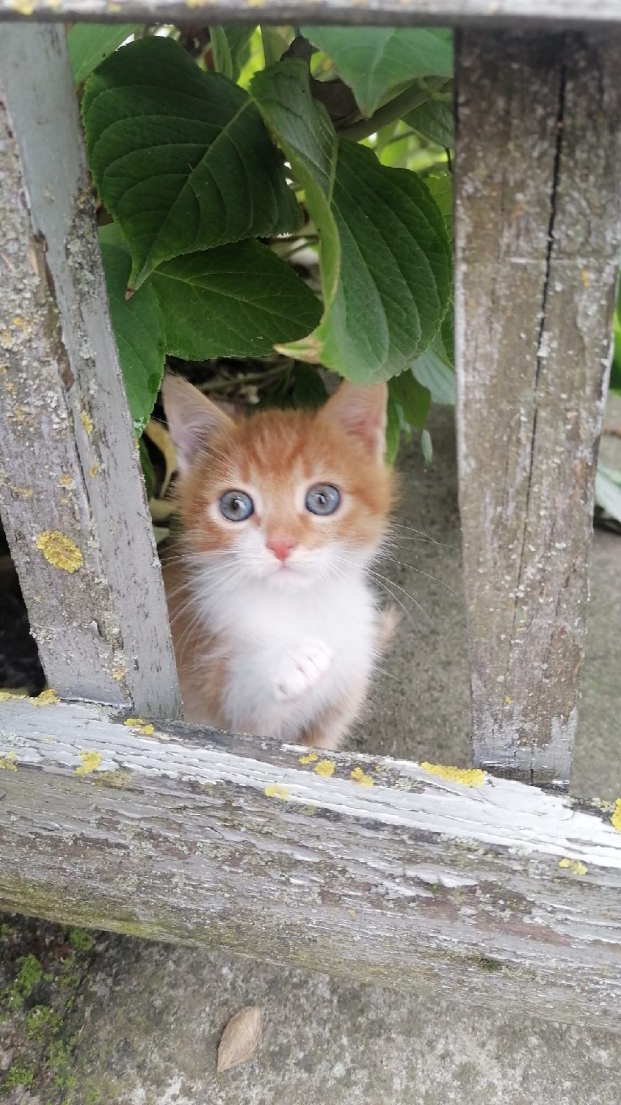 POKLANJAM DVA MALA MAČIĆA HITNO!!