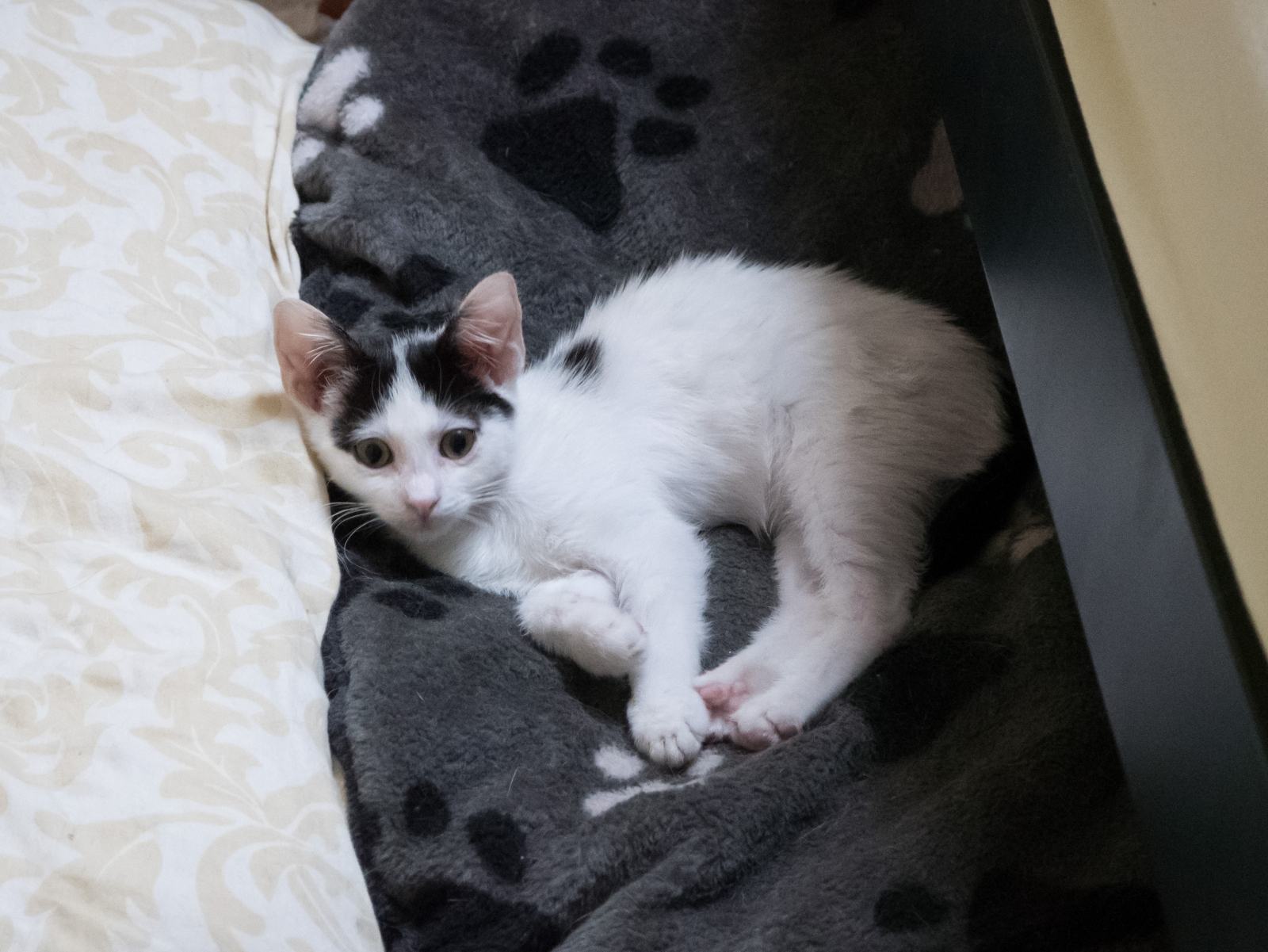 prekrasna malena mačkica