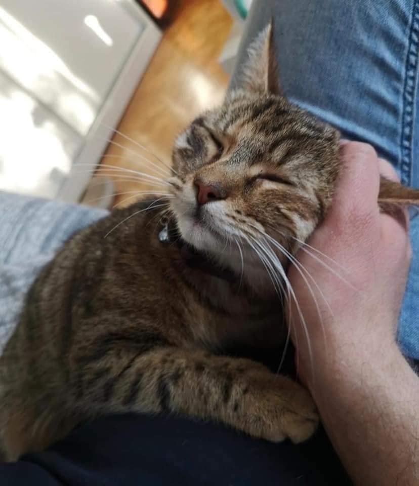 RISA TRAZI NAJBOLJI DOMEK