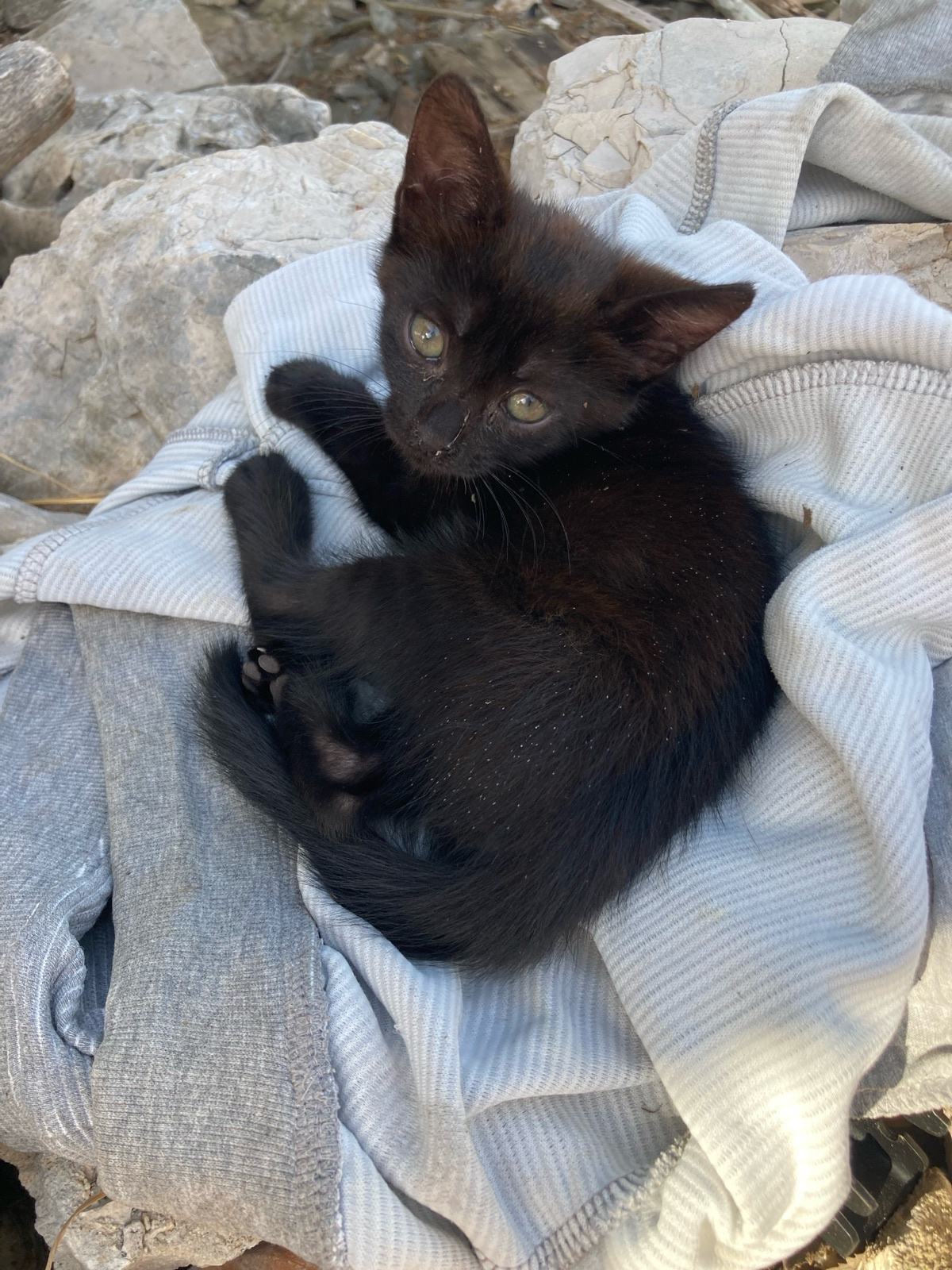 Hitno udomljavanje macica