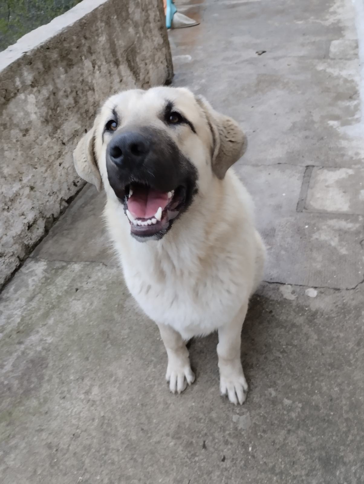 KAI* kangal+šarplaninac