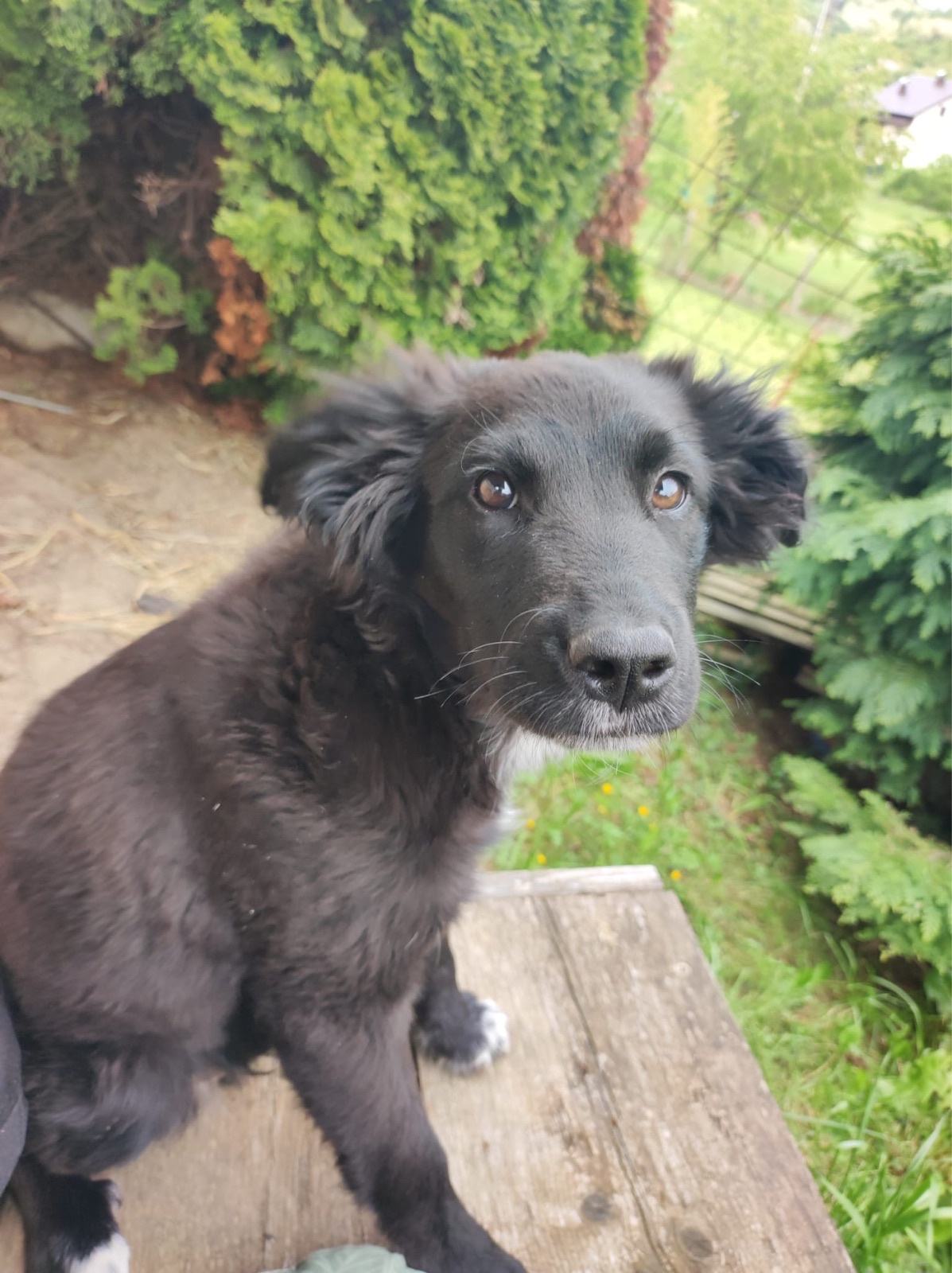 Poklanjamo dvije mlade kujice u dobre ruke