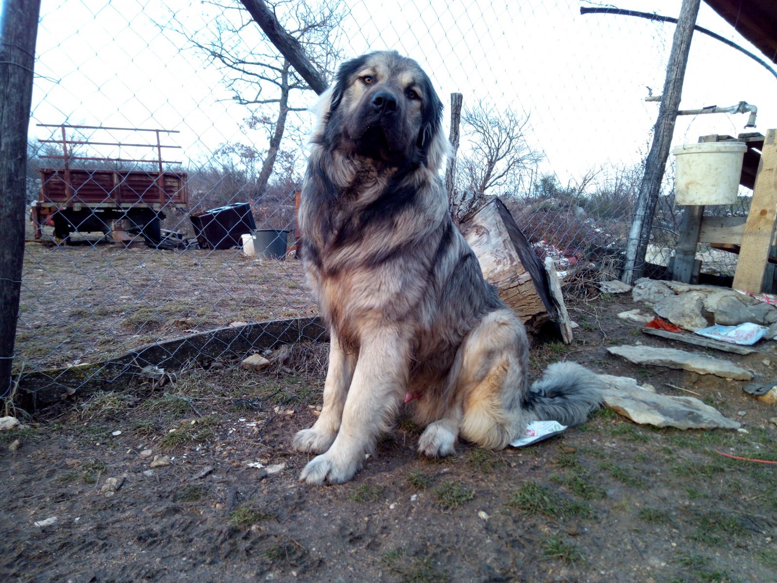 Šarplaninac,,,zamjena