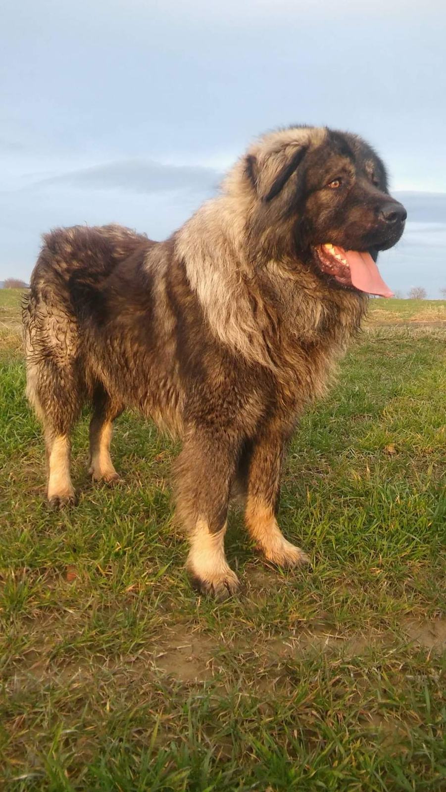 ŠARPLANINAC POKLANJAM