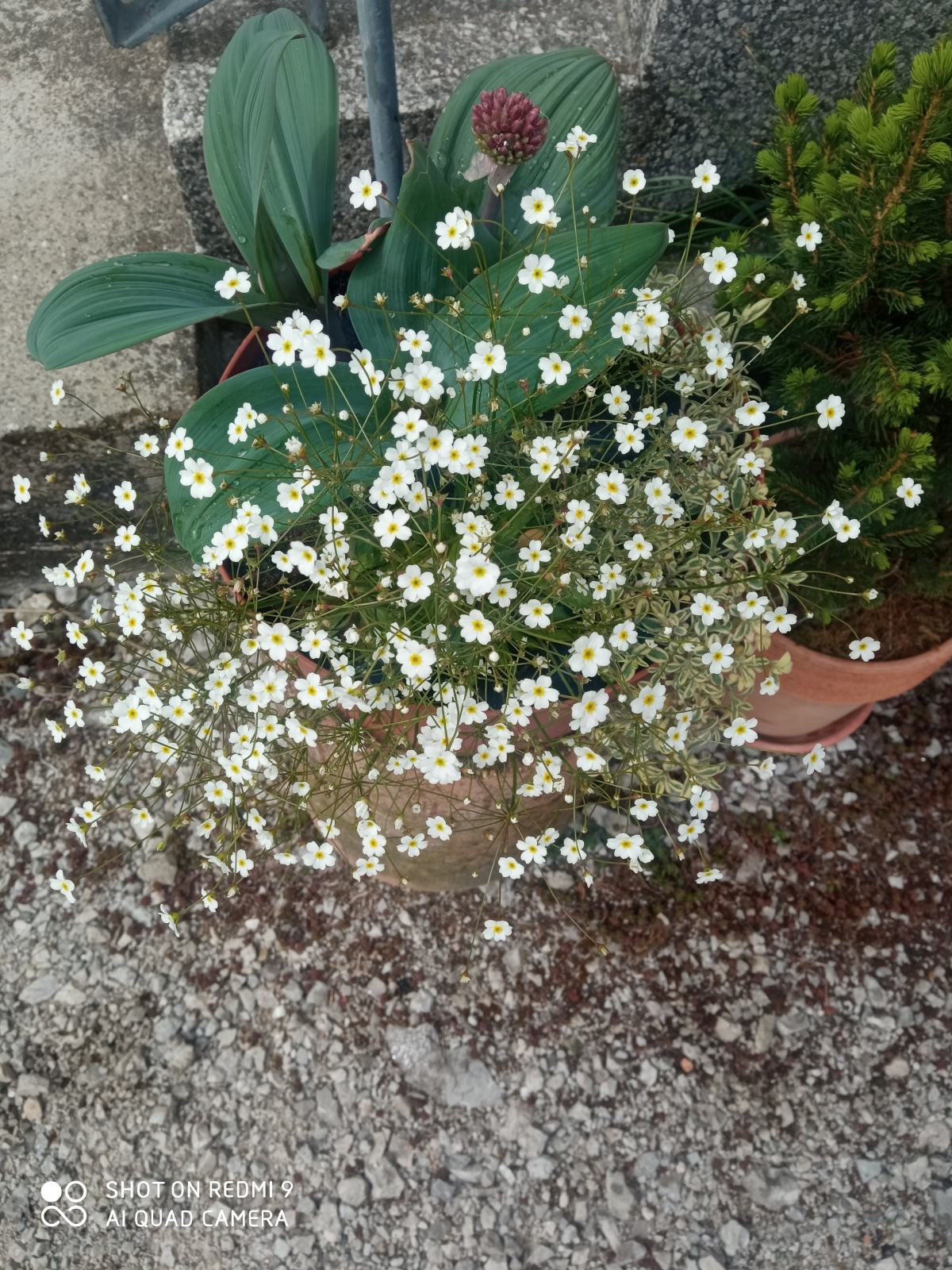 Androsace septentrionalis ( Zvjezdana prašina)