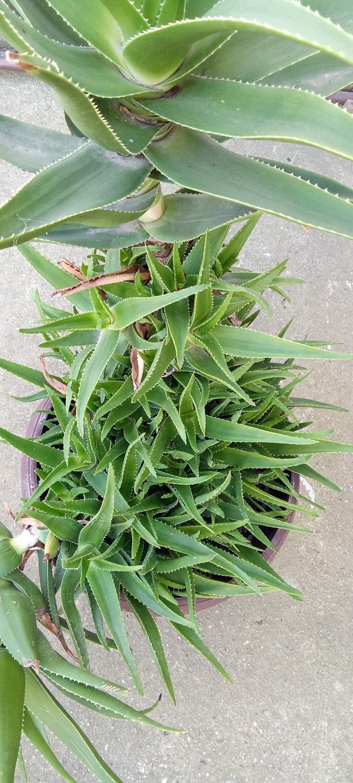Cvijet Aloevera