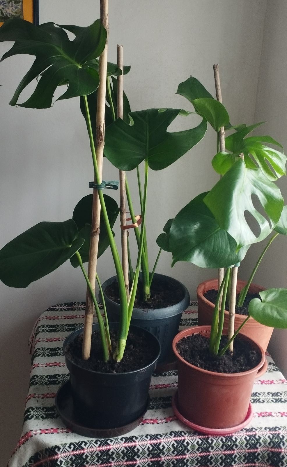 monstera thai constellation plant Monstera Thai Constellation – GrowJungle main image 0
