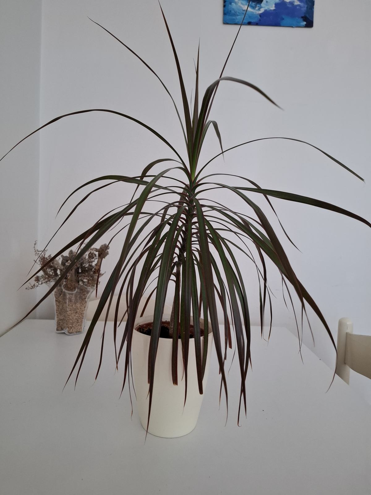 eiben hecke kaufen Taxus baccata main image 1