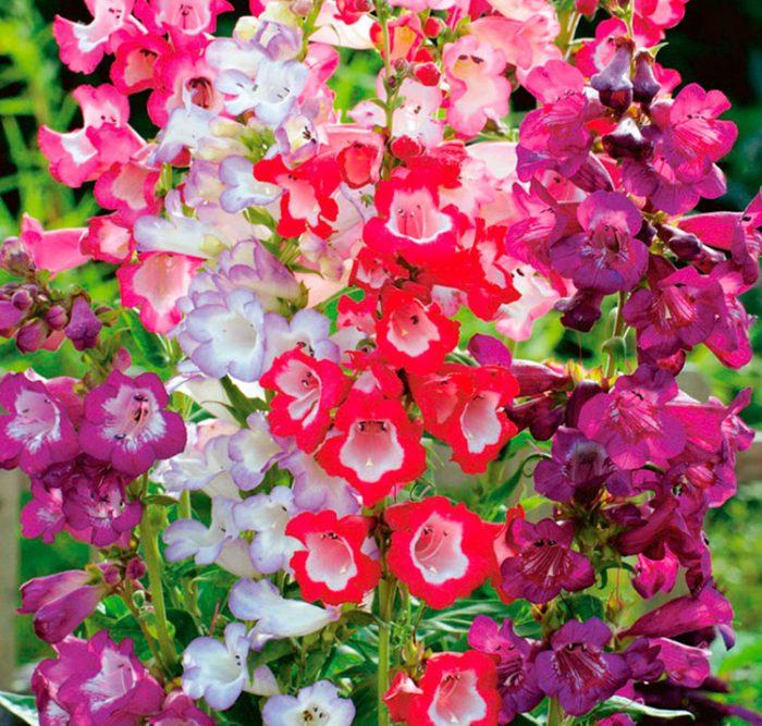 Penstemon Rondo / SADNICE