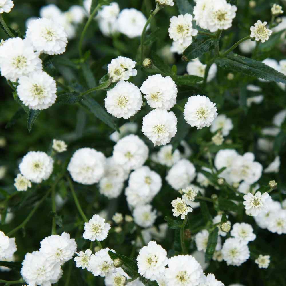 Stolisnik / Achillea Double Diamond / SADNICE