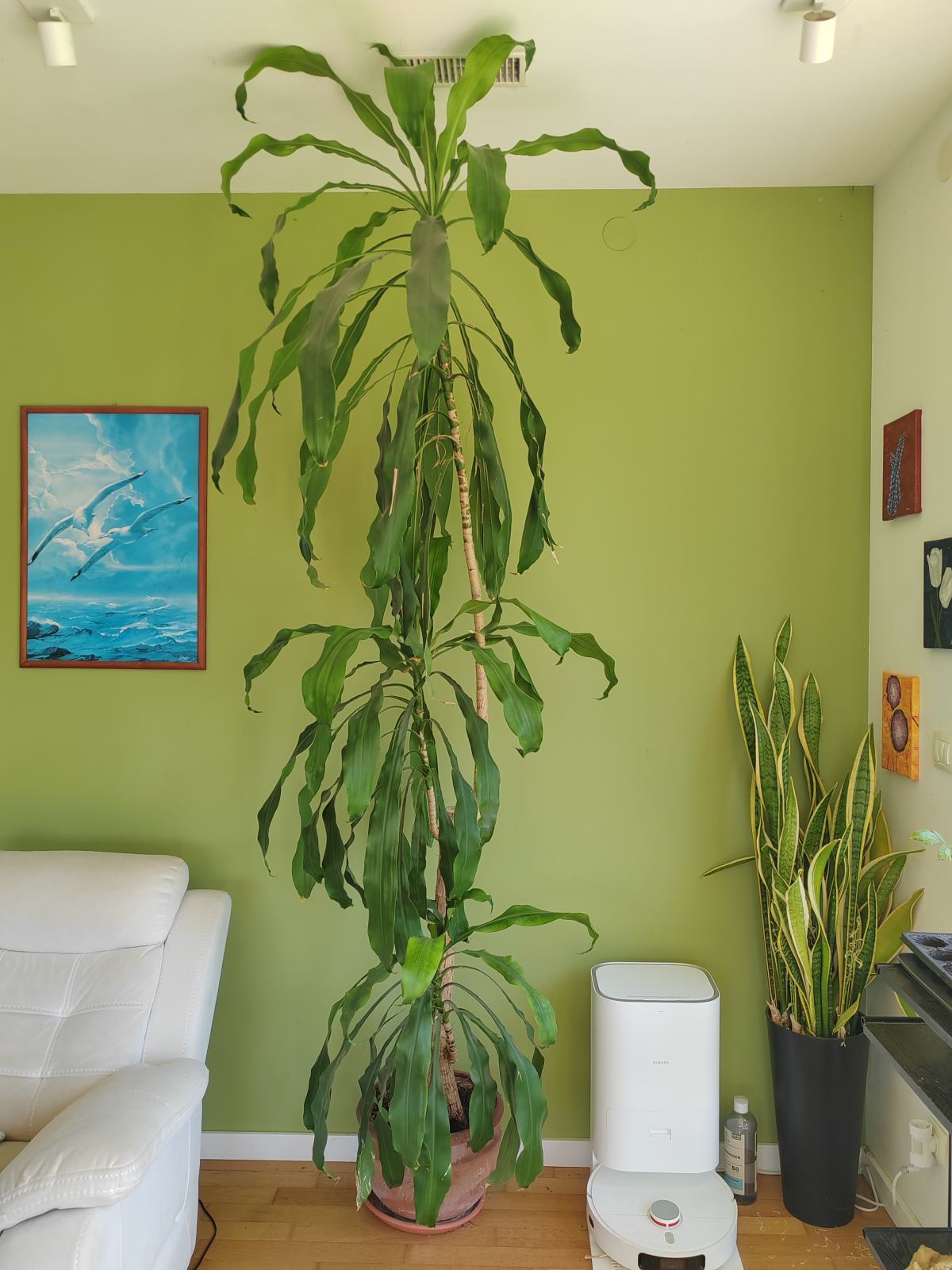 Velika Dracena (Drvo ivota)  2.5m+, idealna za poslovne prostore
