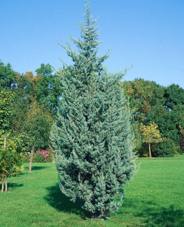 Arizonski čempres (cupressus arizonica glauca) - sadnica