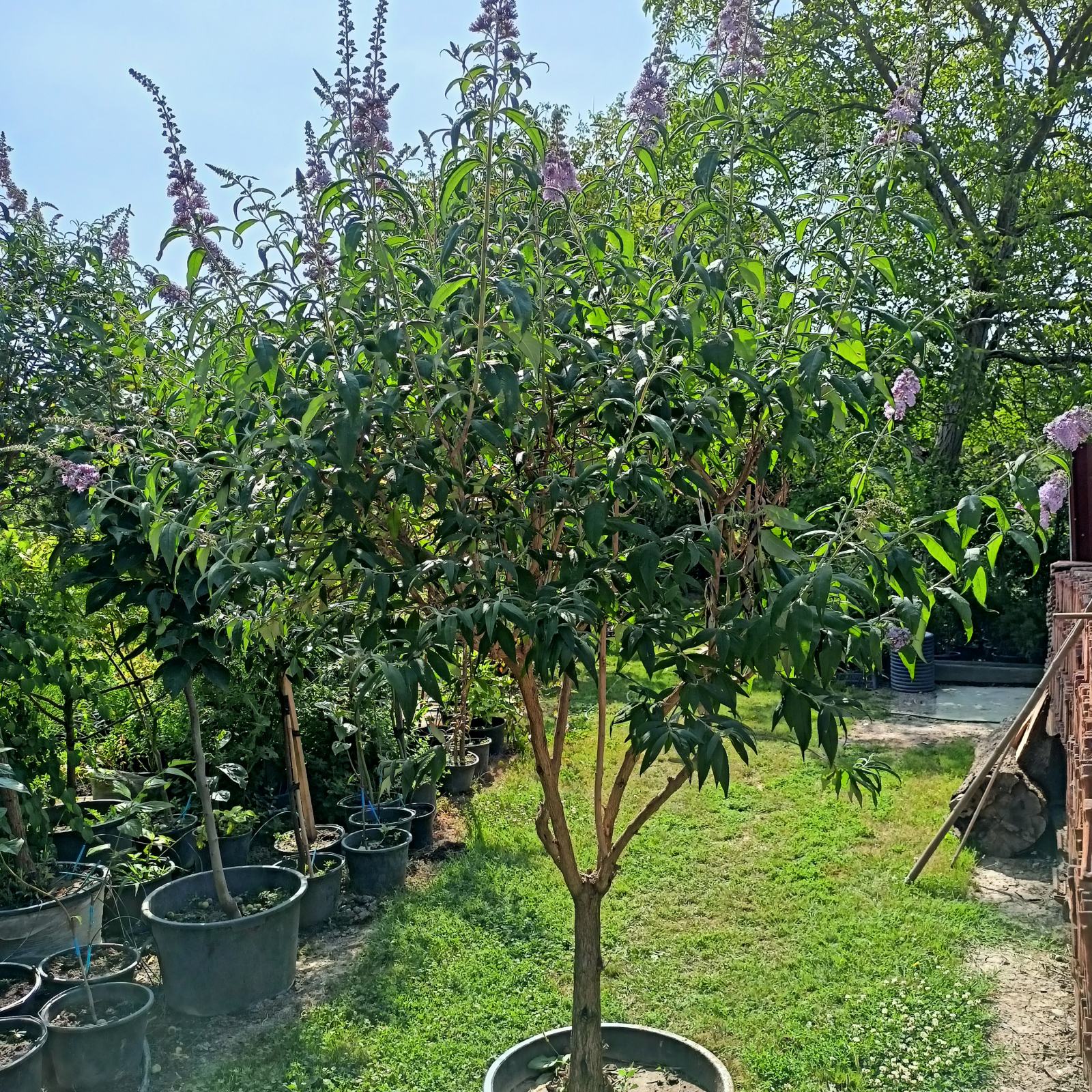 Stabla Buddleja davidii ljetni jorgovan stabla sadnice