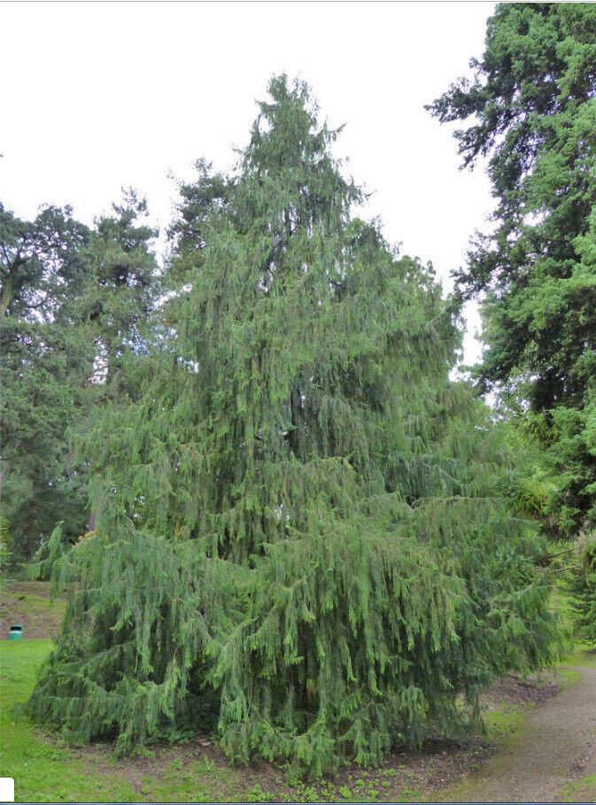 Kineski žalosni čempres (cupressus funebris) - sadnica
