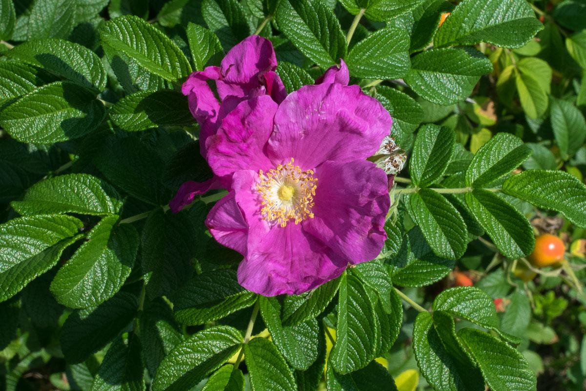 Krumpirova ruža (Rosa rugosa)