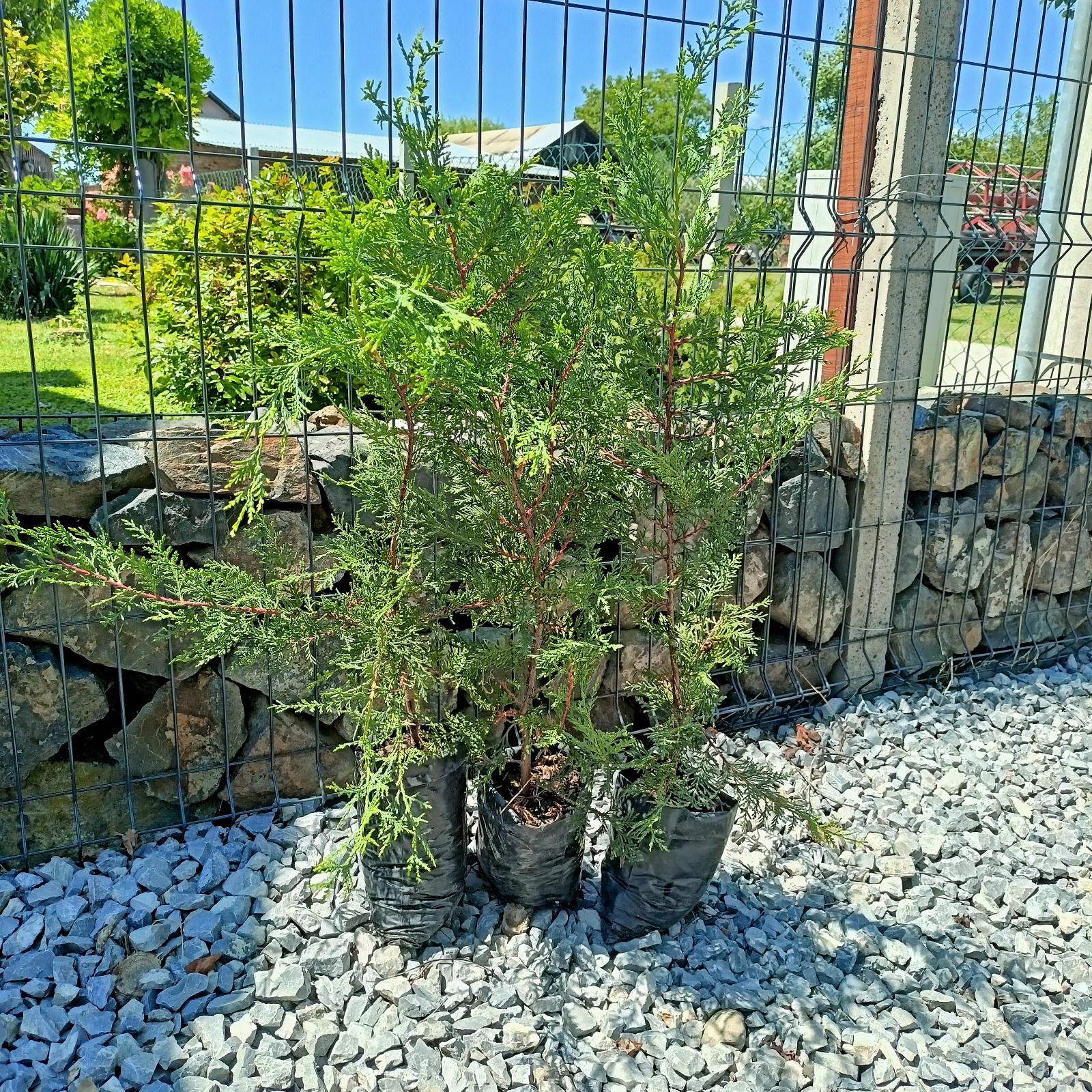 Lejlandski čempres Cupressocyparis leylandii Sadnice