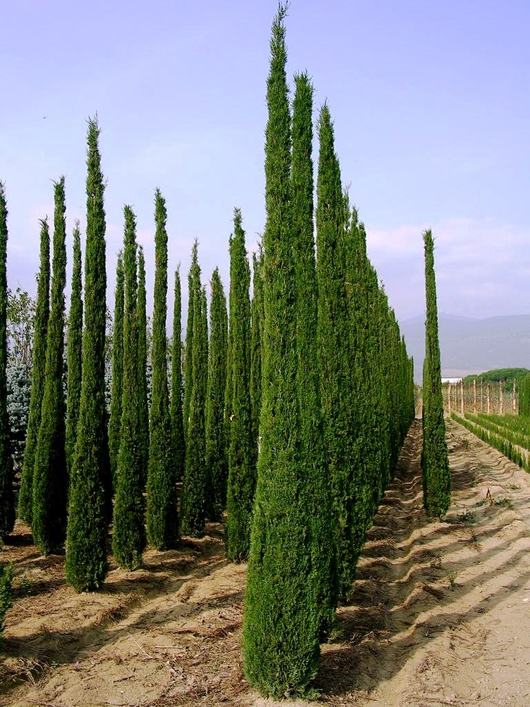 Toskanski čempres (cupressus sempervirens pyramidalis) - sadnica