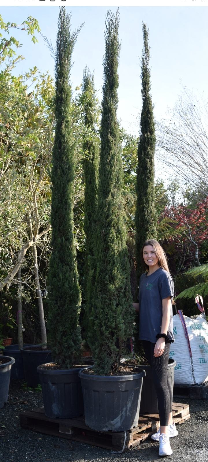 TOSKANSKI USKI talijanski čempres, Cupressus sempervirens totem