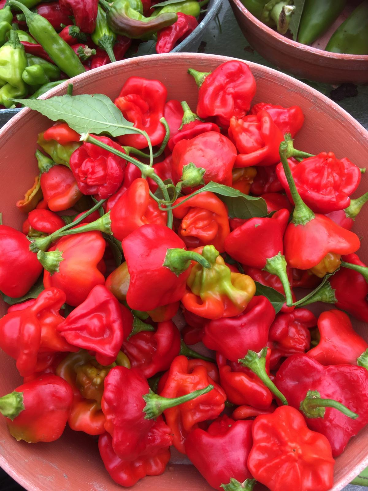Chili / Nepalese bell / Sjeme