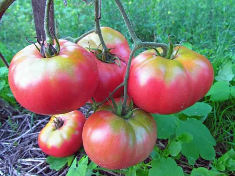 Rajčica / Raspberry / Sjeme