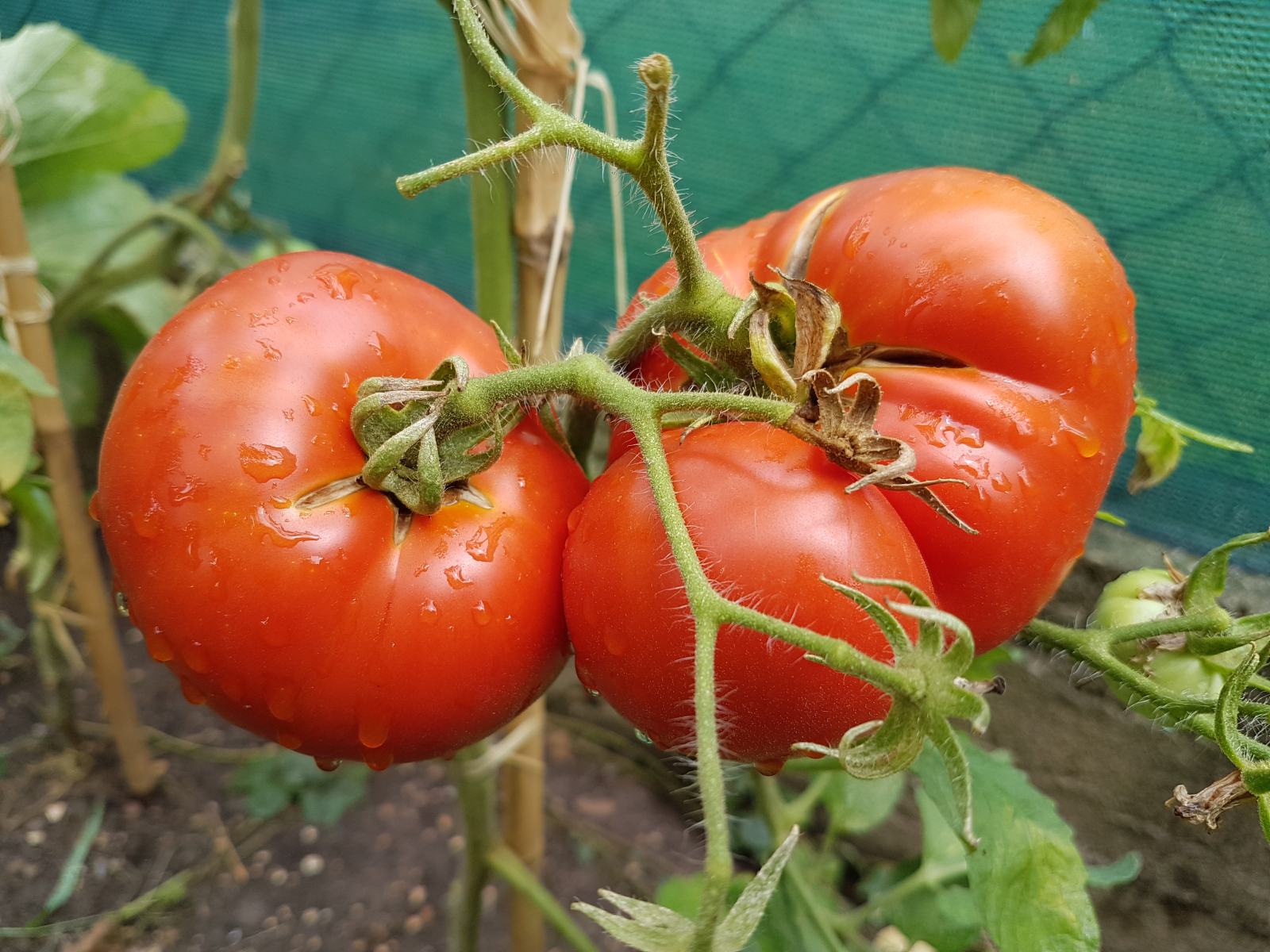 RAJČICE (Naša stara domaća, Žuti bosanski paradajz, Russe)