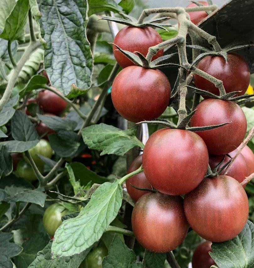 RAJČICE SJEME (Negro Azteca, Jabučar (Imotski), Sitni slatki cherry)