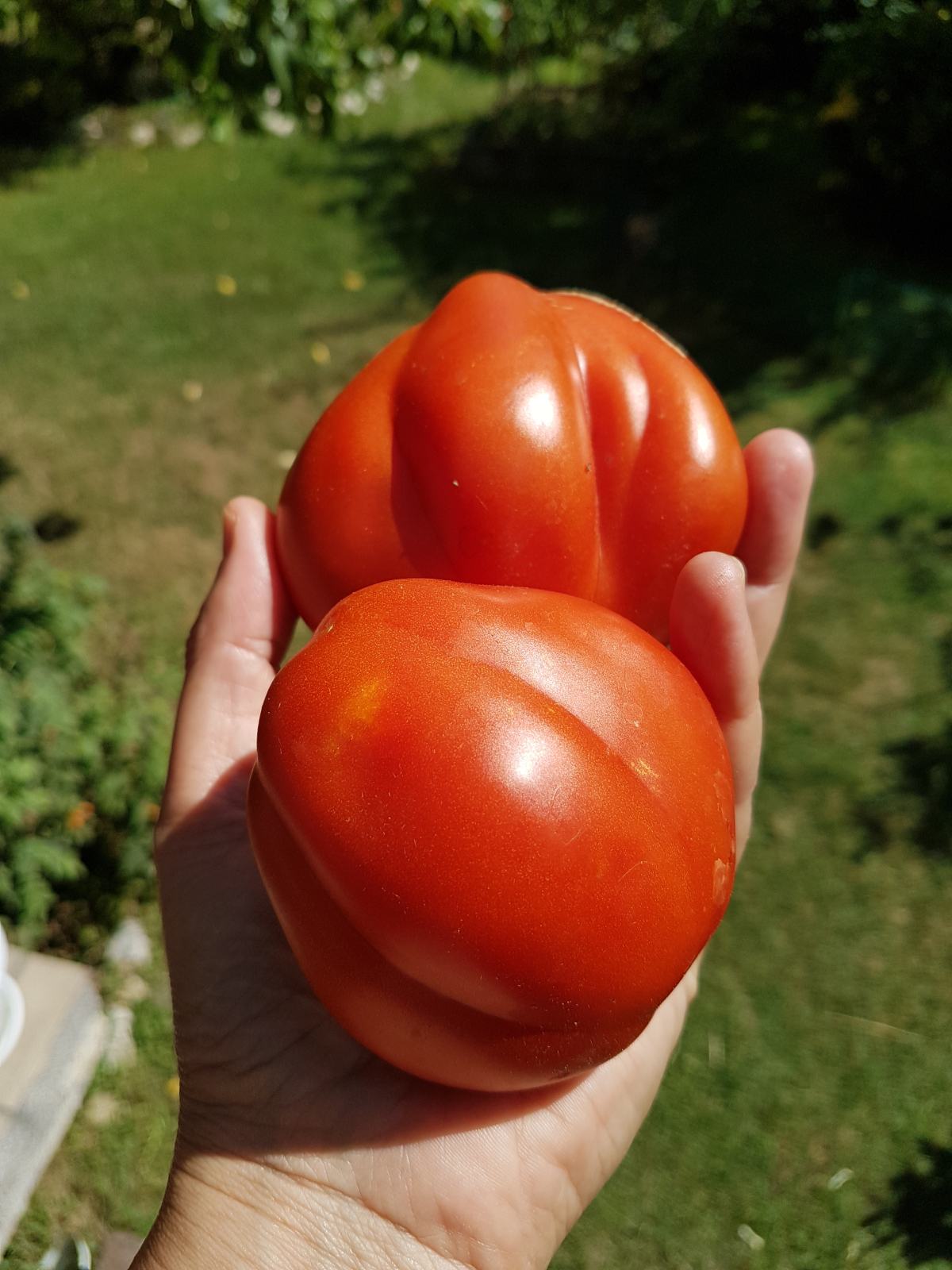 RAJČICE (Volov. srce župe Dubrovačke, New Big Dwarf, Srcoliki cherry)