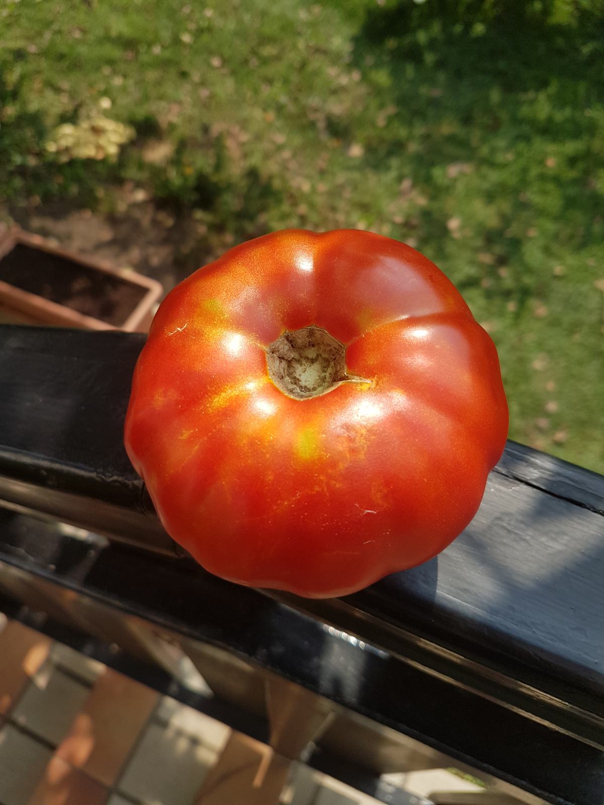 RAJČICE SJEME (Neretvansko čudo, Bush Beefsteak)