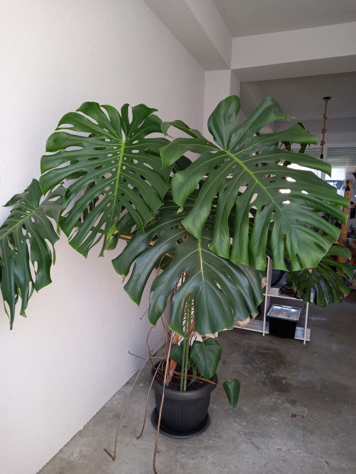 Filodendron - Velika Monstera biljka