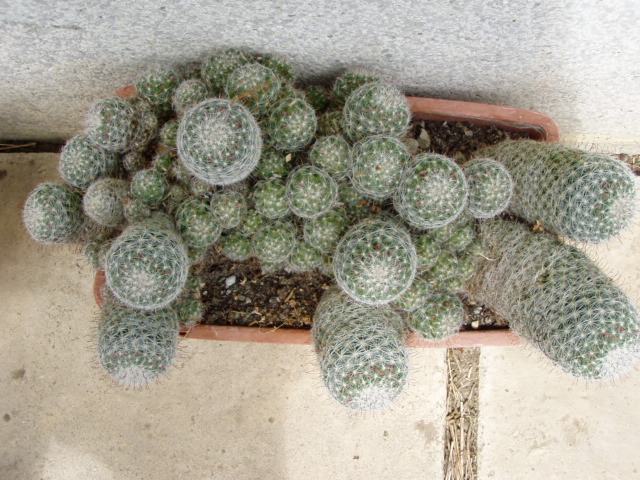 mammillaria crucigera Mammillaria crucigera – Cactaceae Storeiencius main image 1