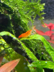 Akvaristika_ST