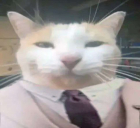 CattoDev