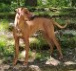 Duma_Ridgeback