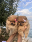 Teddy_star_poms